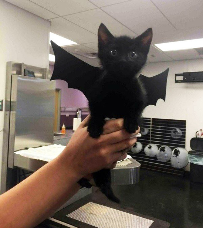 The legendary cat bat.