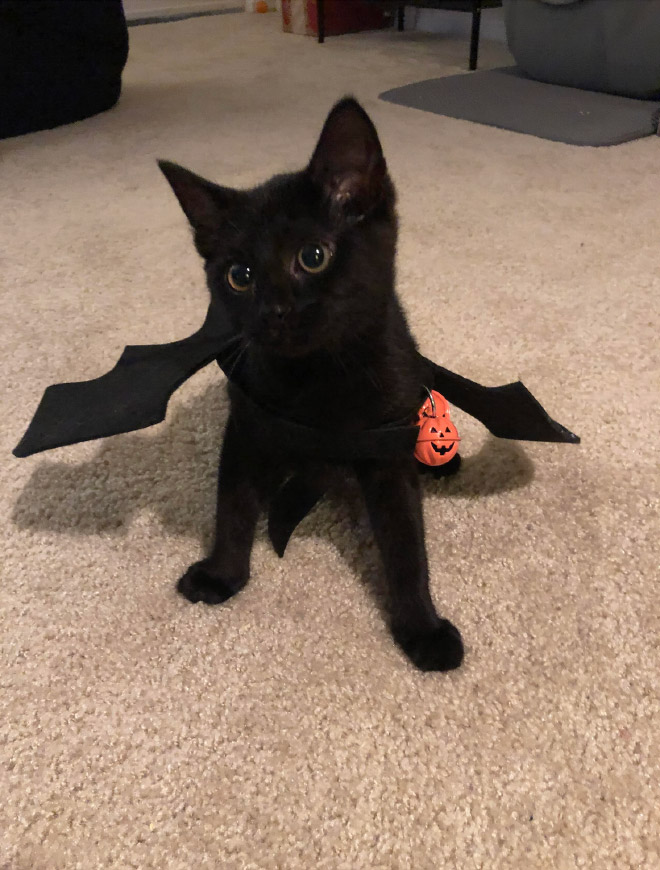 The legendary cat bat.