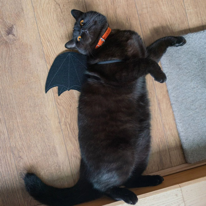 The legendary cat bat.