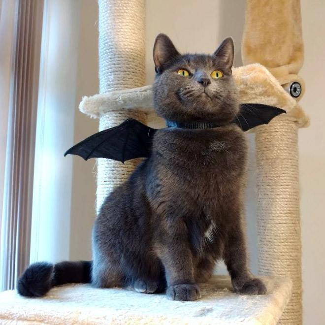 The legendary cat bat.