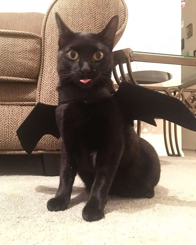 The legendary cat bat.