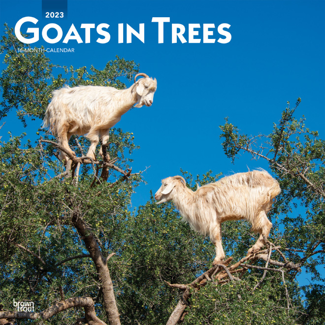 Goats in trees.