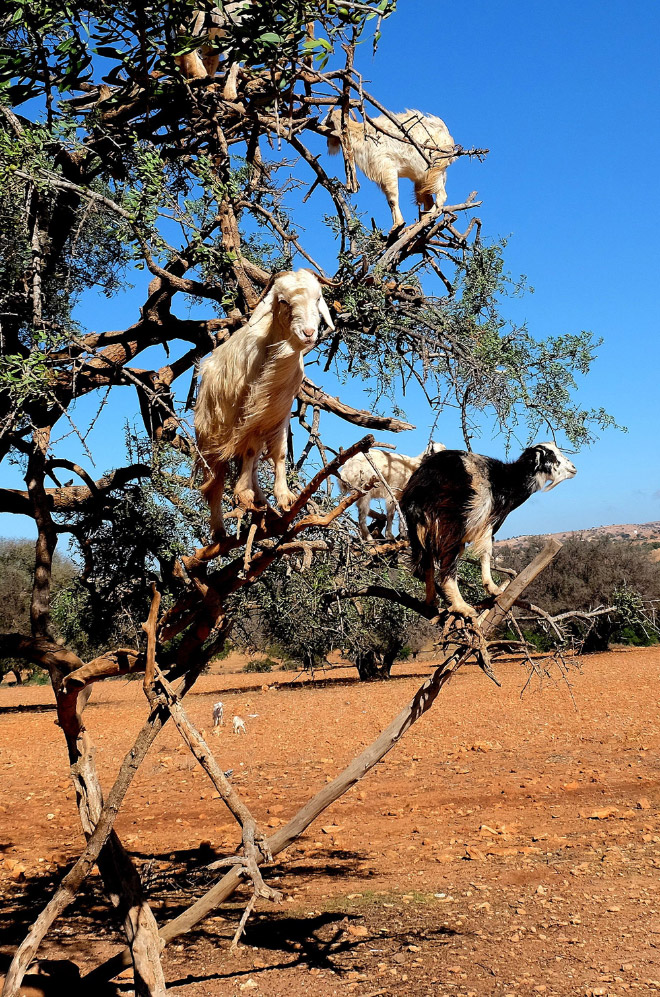 Goats in trees.