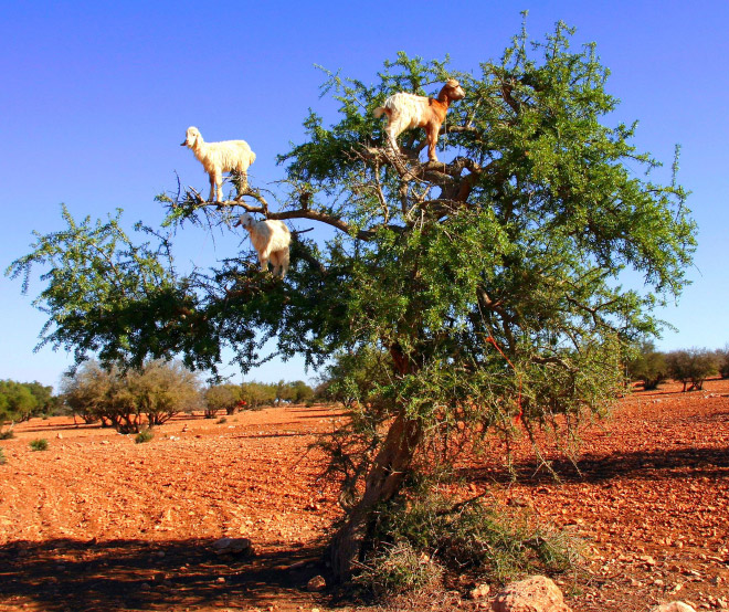 Goats in trees.