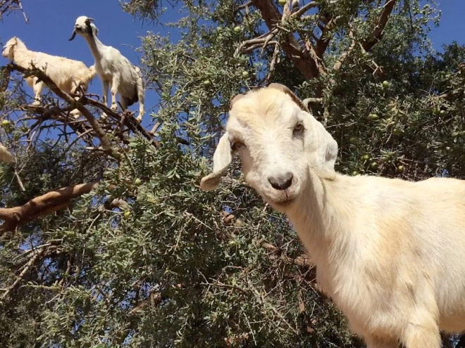 Goats in trees.