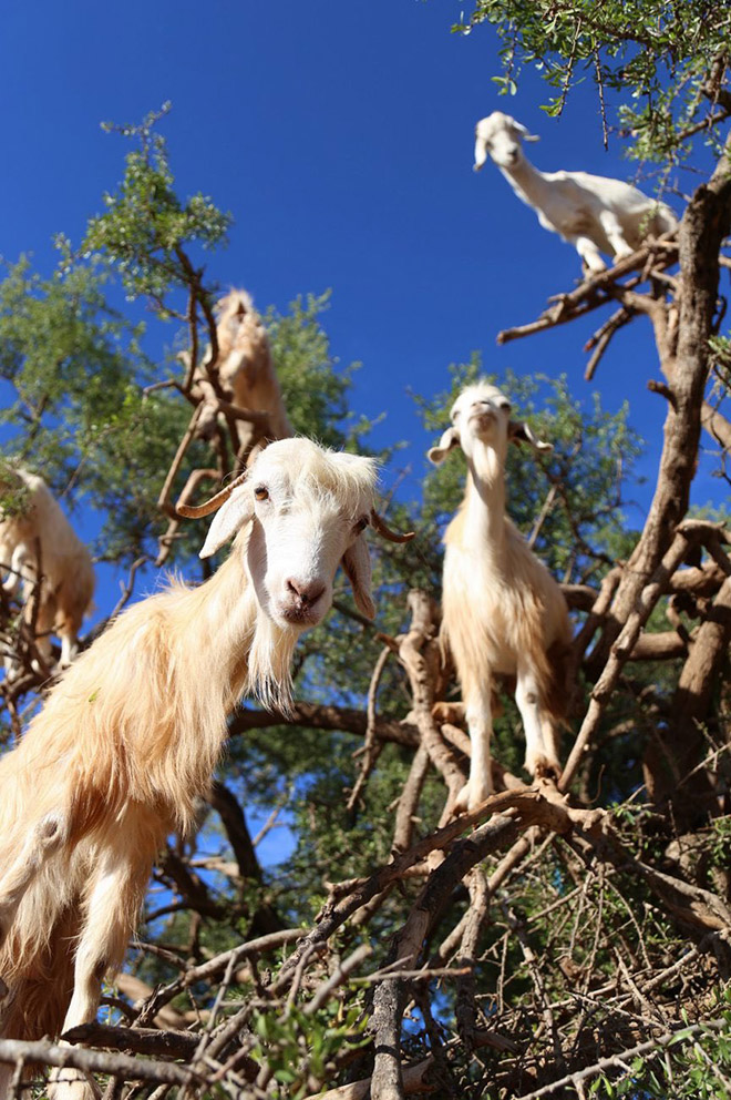 Goats in trees.