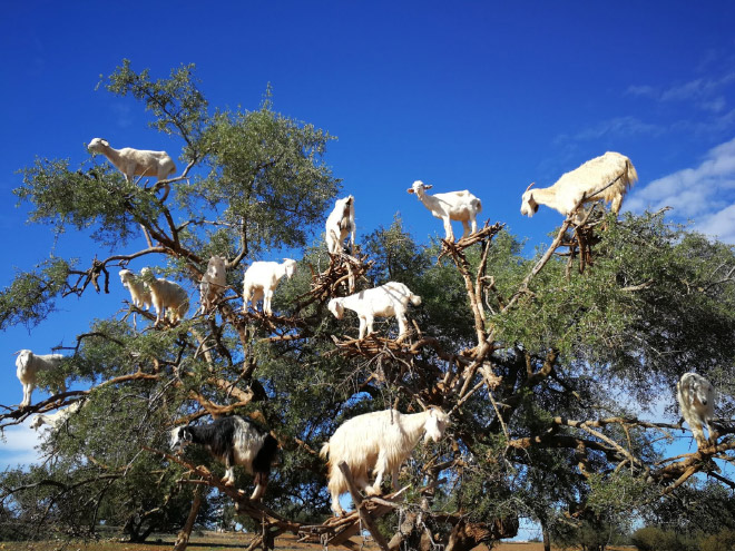 Goats in trees.