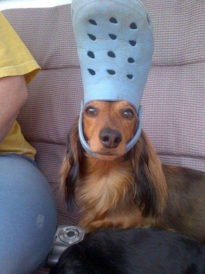 Crocs hat will turn your pet into the pope.