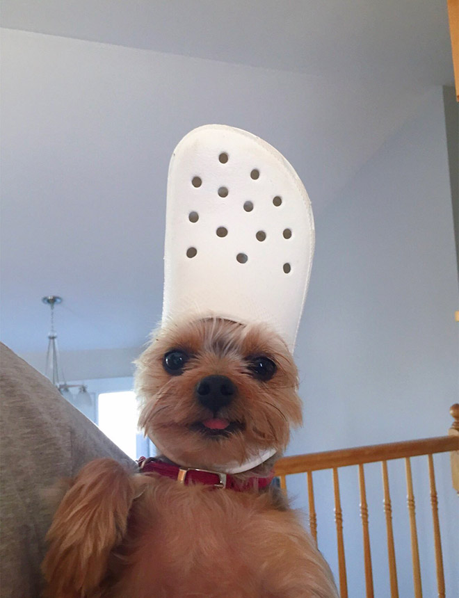 Crocs hat will turn your pet into the pope.