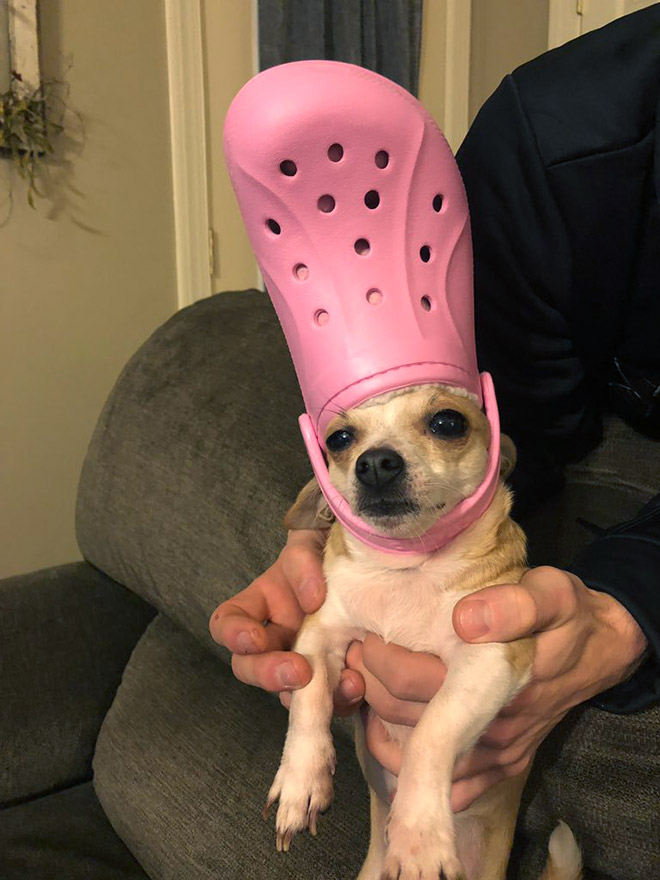 Crocs hat will turn your pet into the pope.