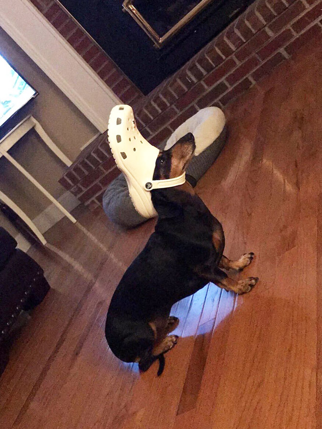 Crocs hat will turn your pet into the pope.