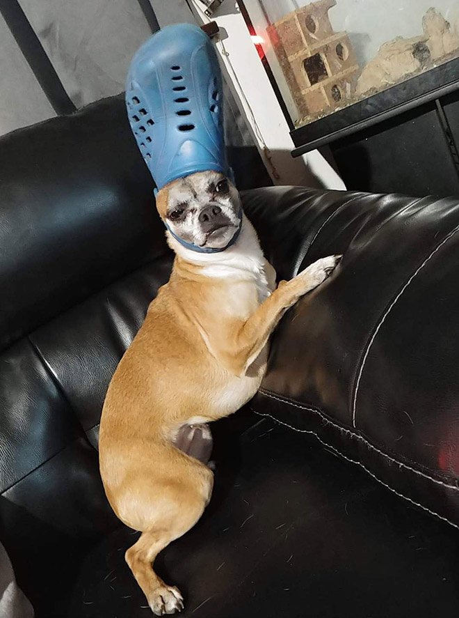 Crocs hat will turn your pet into the pope.