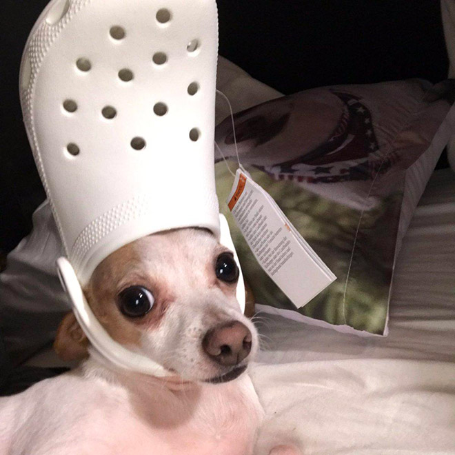 Crocs hat will turn your pet into the pope.