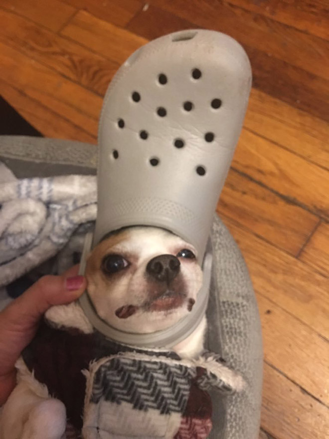 Crocs hat will turn your pet into the pope.