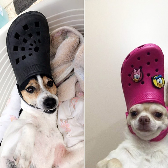 Crocs hat will turn your pet into the pope.
