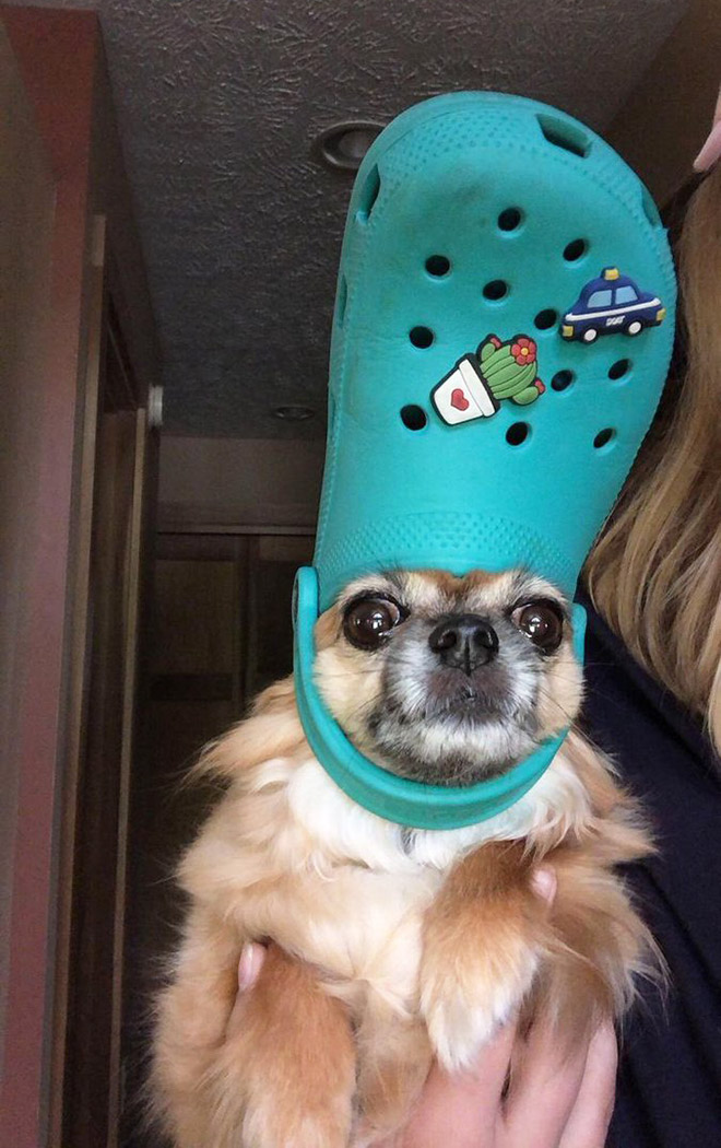 Crocs hat will turn your pet into the pope.