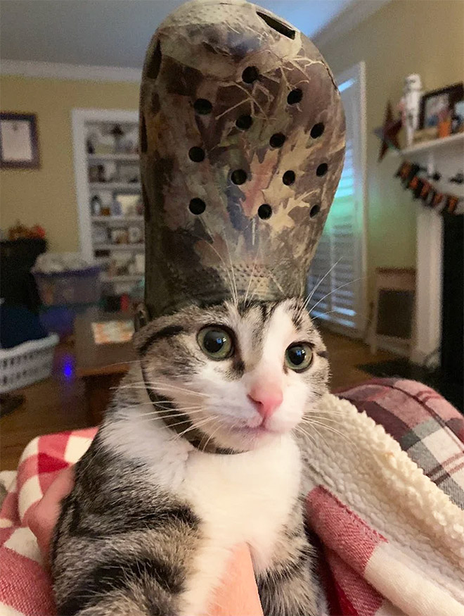 Crocs hat will turn your pet into the pope.