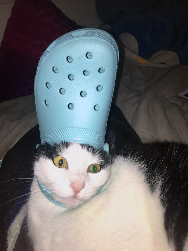 Crocs hat will turn your pet into the pope.