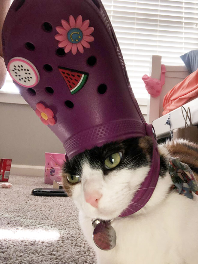 Crocs hat will turn your pet into the pope.