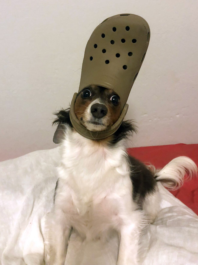 Crocs hat will turn your pet into the pope.