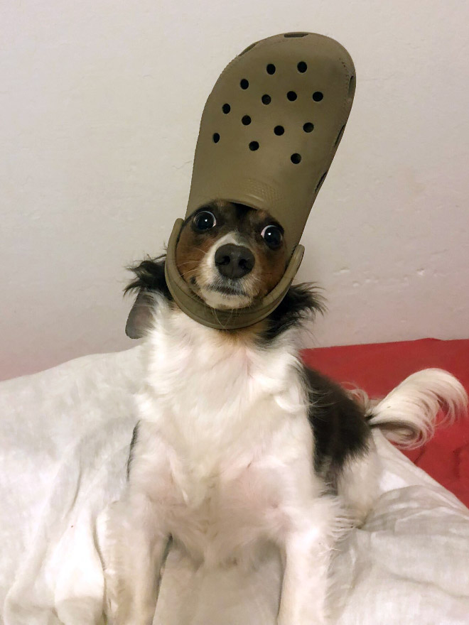 Crocs hat will turn your pet into the pope.