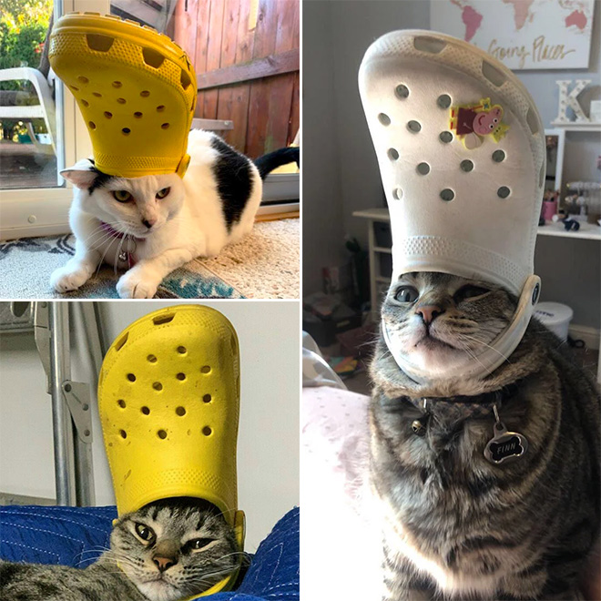 Crocs hat will turn your pet into the pope.