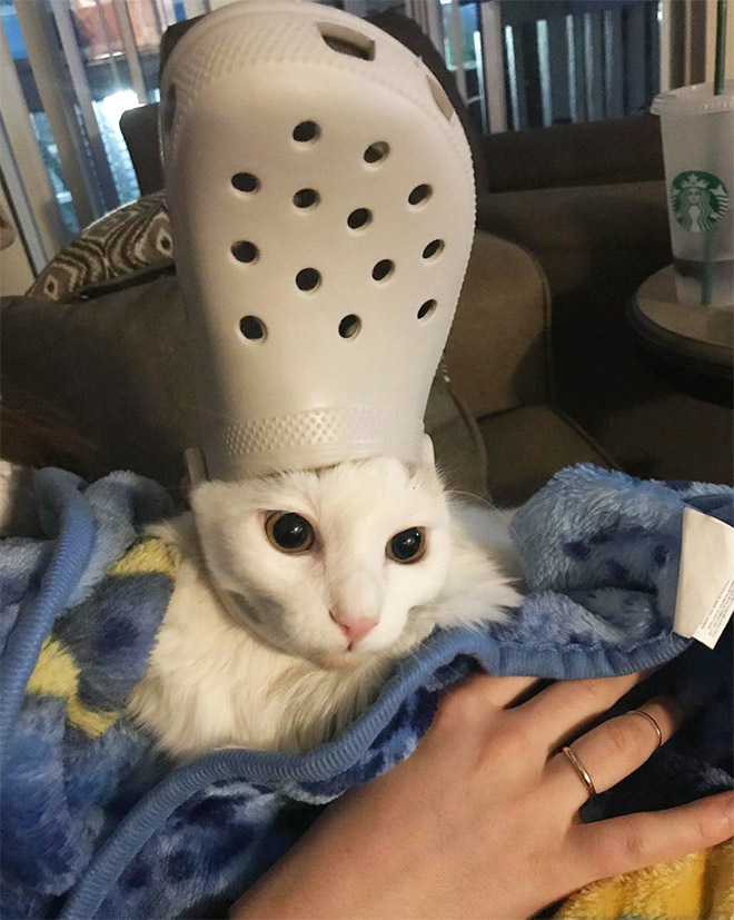 Crocs hat will turn your pet into the pope.