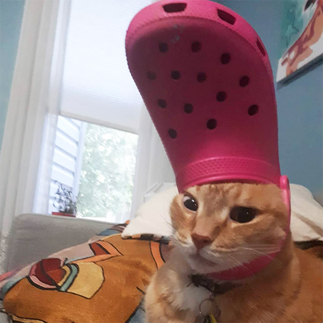 Crocs hat will turn your pet into the pope.