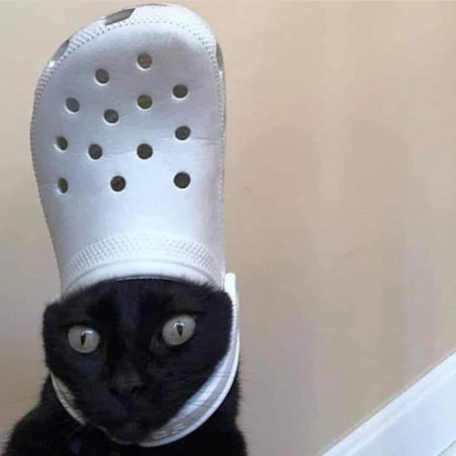 Crocs hat will turn your pet into the pope.