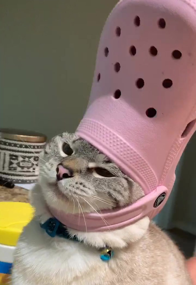 Crocs hat will turn your pet into the pope.