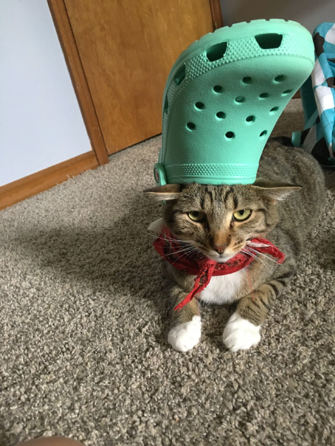 Crocs hat will turn your pet into the pope.