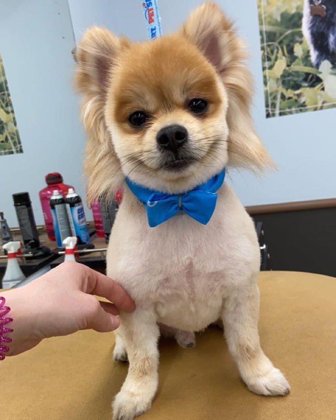 Dog mullet is real!