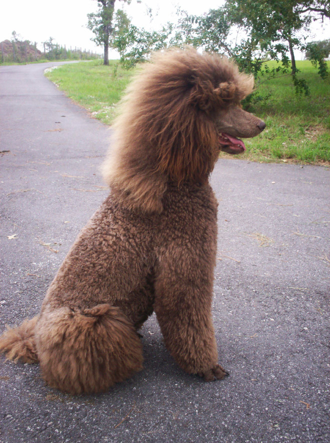 Dog mullet is real!