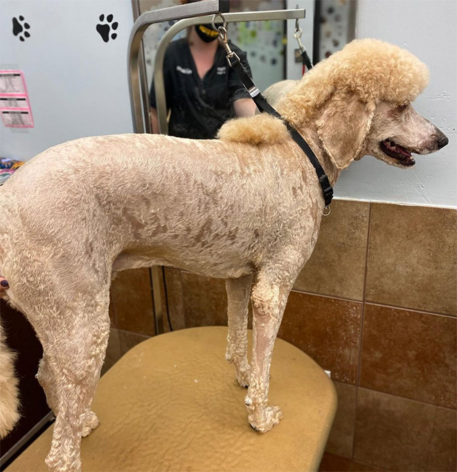 Dog mullet is real!