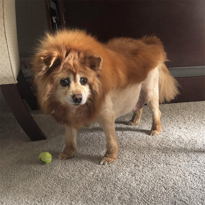 Dog mullet is real!