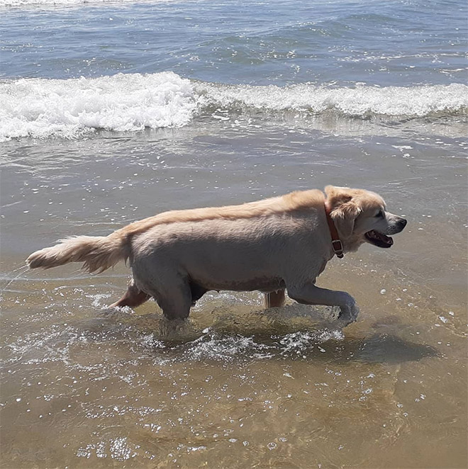 Dog mullet is real!