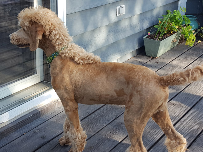 Dog mullet is real!