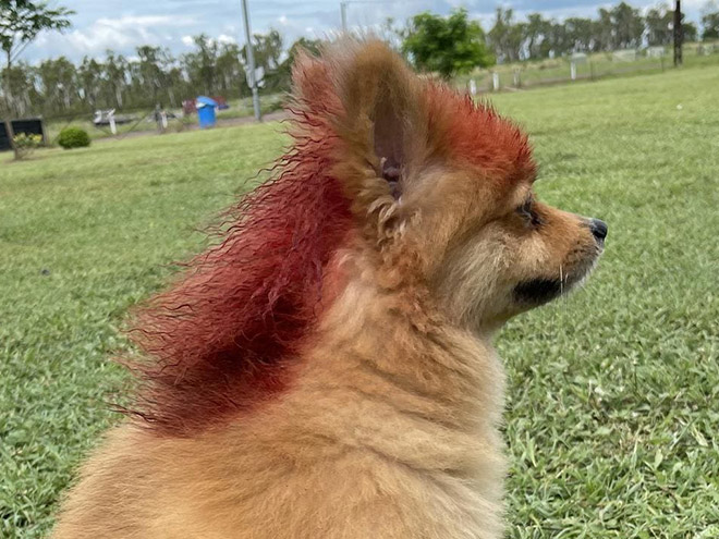 Dog mullet is real!