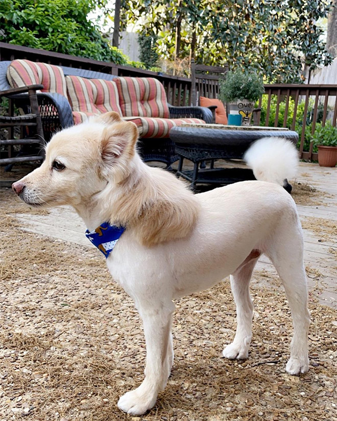 Dog mullet is real!