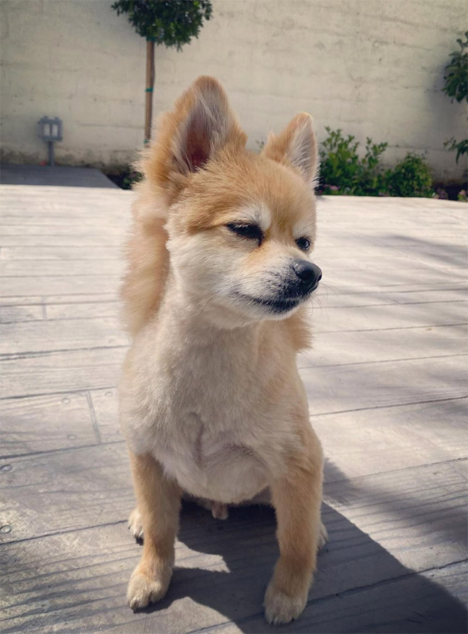 Dog mullet is real!