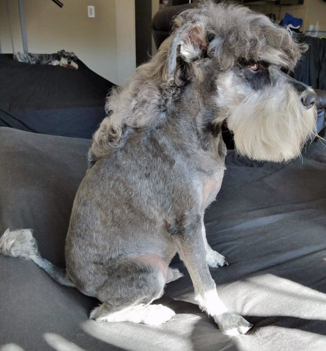 Dog mullet is real!