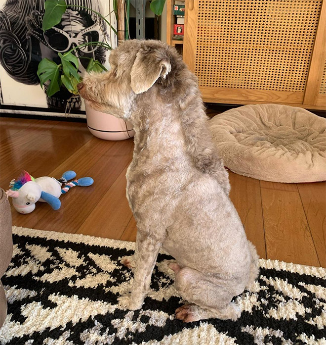 Dog mullet is real!