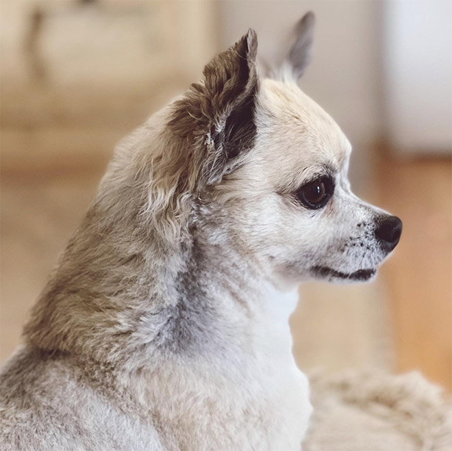 Dog mullet is real!