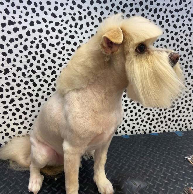 Dog mullet is real!