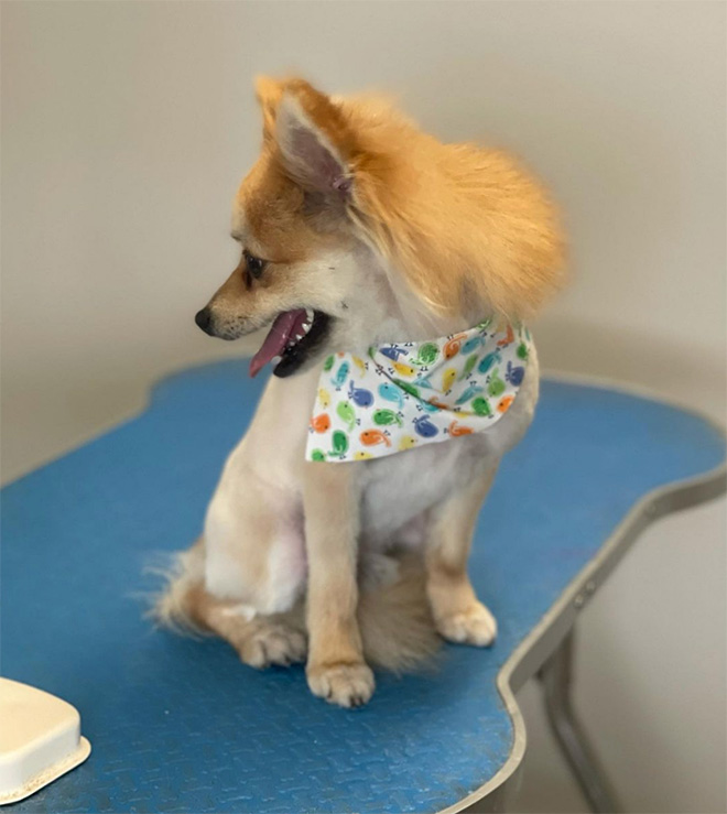 Dog mullet is real!