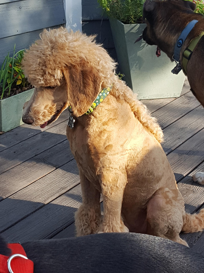 Dog mullet is real!