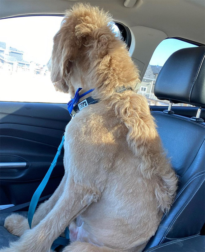 Dog mullet is real!