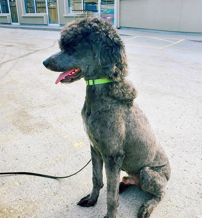 Dog mullet is real!