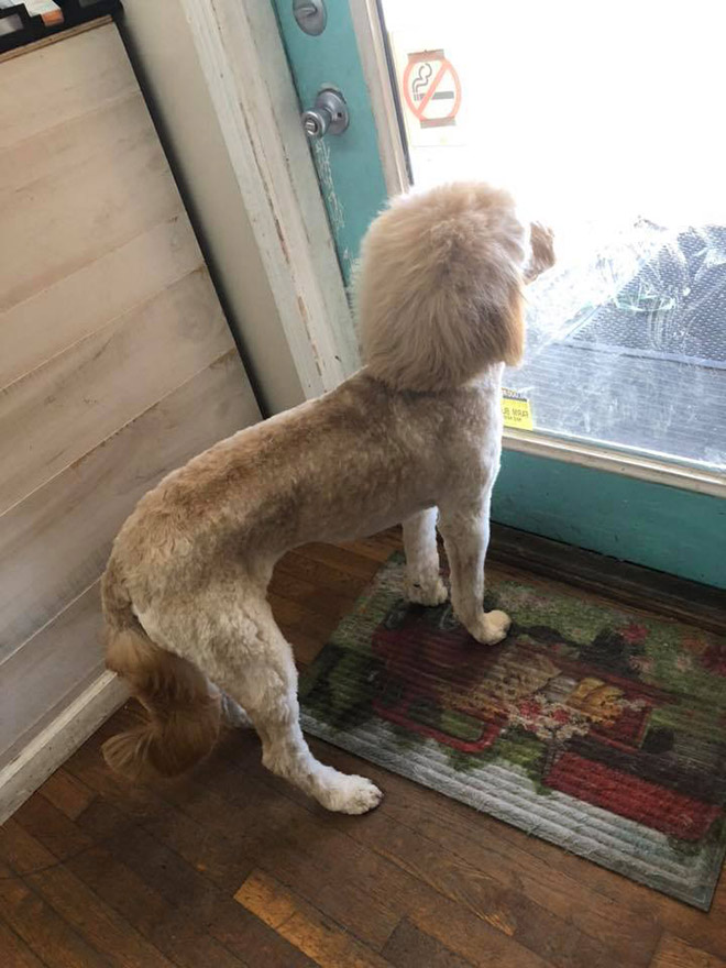 Dog mullet is real!