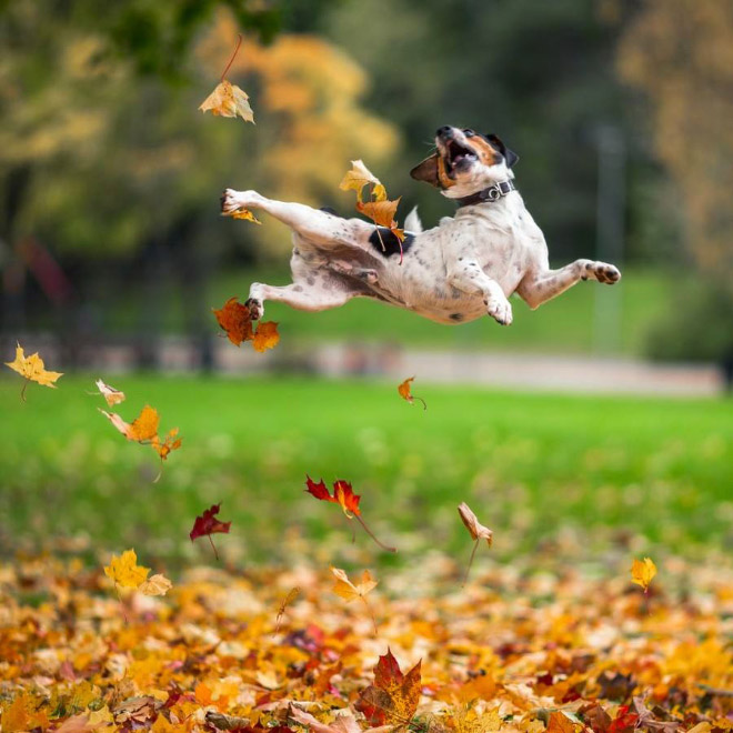 Derpy dog having fun in Autumn leaves.